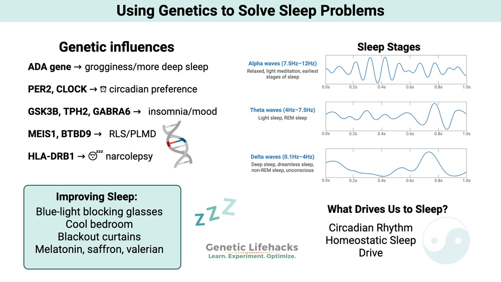 Genetic Differences in Sleep Needs